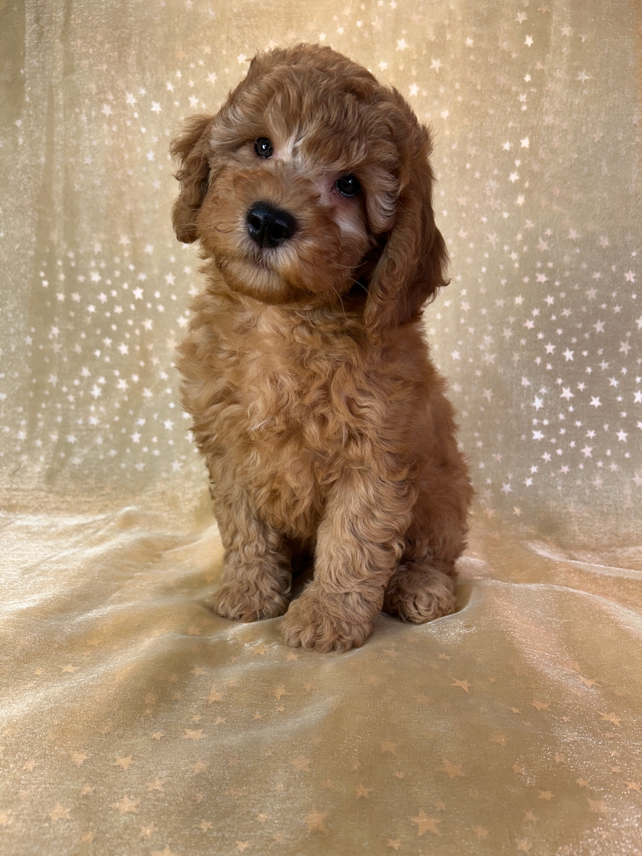Miniature Golden Doodle Puppy for Sale DOB 3-12-2026 $1200